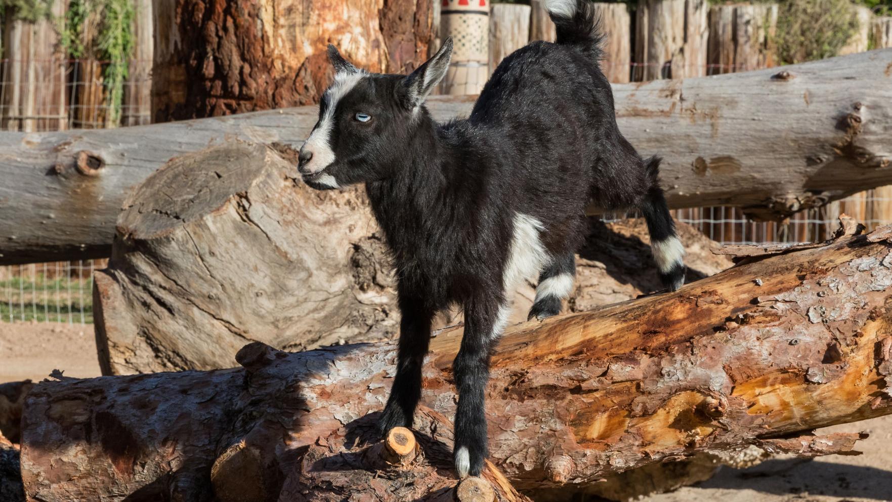 Check out this new mini herd at Tucson's Reid Park Zoo